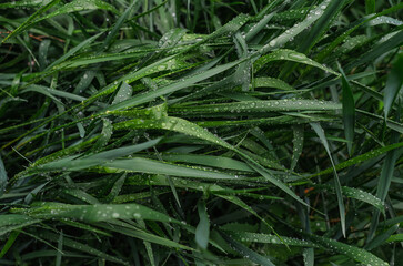 Close-up of green bent grass during rain. Splashing drops. Rainy weather concept. Wet grass background.