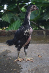 A black and white mottled chicken with a long, partially bare neck stands on concrete ground, with green foliage blurring in the background.