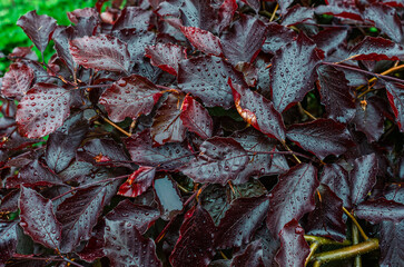 Background of red leaves, after recent rain. Drops glistening in soft light. Idea for landscape design.