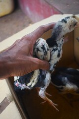 A person's hand gently holds a patterned, black and white chick, showcasing its delicate features and small size. The young poultry bird is safely contained in a cardboard box