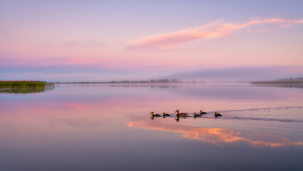 Naklejka premium Family of ducks swimming across a calm lake reflecting a beautiful pink and purple sky