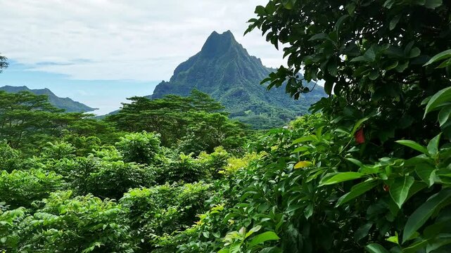 Drone aerial view of Moorea from Belvedere lookout. Tahiti French Polynesia. Tropical paradise, Tahiti adventure vacation. Green jungle mountain forest of Mount Rotui.