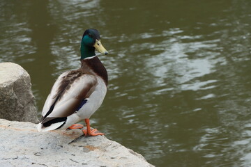 Mallard Duck Near Pond
