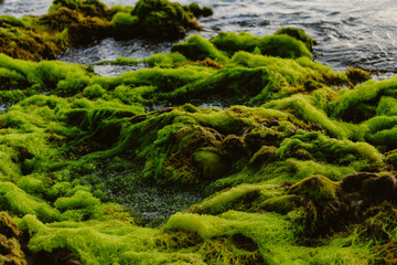 a coastal area with rocks covered in a dense mat of green algae. they provide a habitat and food for small marine organisms. seaweed biology design element. Caribbean Sea water's edge.