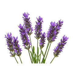 Naklejka premium Fresh Lavender Flower Bouquet on Transparent Background