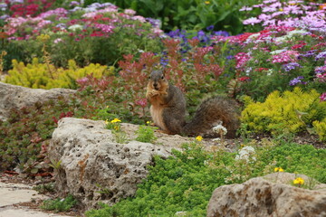 Squirrel Eating Nut in Flowers