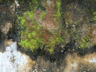 Moss and Algae Growth on Weathered Concrete Wall. Green moss and brown algae growing on aged, weathered concrete wall. Natural texture for backgrounds or artistic design use