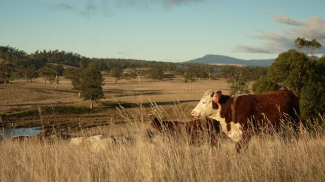 beautiful cattle in Australia  eating grass, grazing on pasture. Herd of cows free range beef being regenerative raised on an agricultural farm. Sustainable farming 