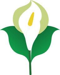 flat color peace lily on the white background