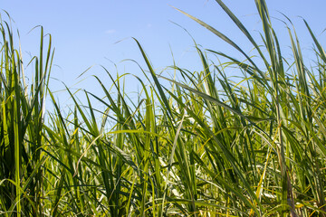 Caña de azúcar