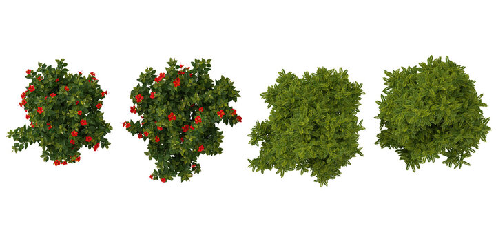 set of Hibiscus rosa-sinensis,BUCIDA trees on transparent background from the top view