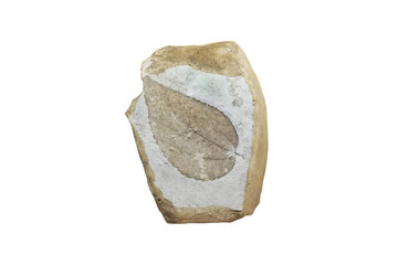 Leaf fossil plant on sedimentary rock slab isolated on white background.   