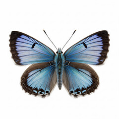 Fototapeta premium Butterfly Neolycaena argali isolated on white background