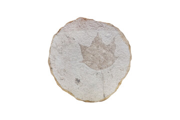 Acer subpictum leaf fossil plant on sedimentary rock slab isolated on white background.          