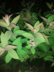 green leaves in the garden