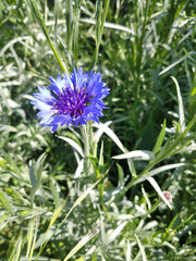 delicate blue cornflower blooms in the spring in the field