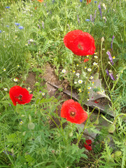 red poppies in the field