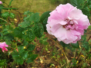 Obraz premium pink rose in garden