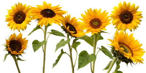 A group of seven sunflowers with yellow petals and dark centers against a black background in a studio shot