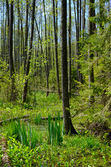 Springtime alder-bog sunny forest with standing water