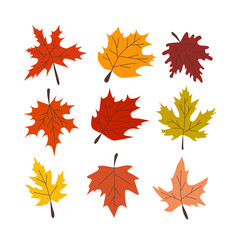 colorful set of autumn, maple leaves on a light background.