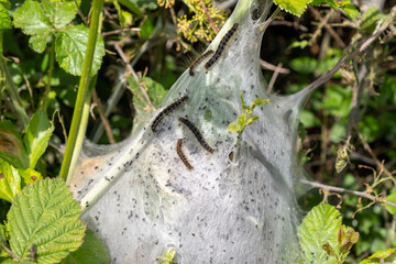 Lackey Moth caterpillars on a web in a hawthorn hedgerow