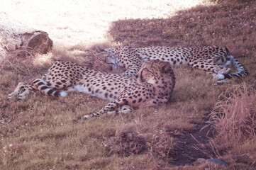 Full spectrum picture of cheetahs at the Oregon Zoo in Portland
