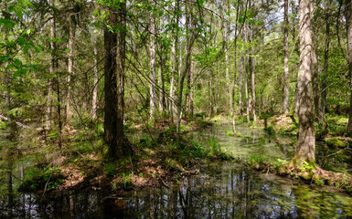 Springtime alder-bog sunny forest with standing water
