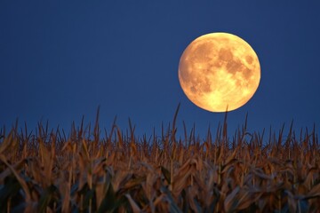 Harvest moon rises elegantly over a golden cornfield under a deep blue sky as twilight envelops the rural landscape