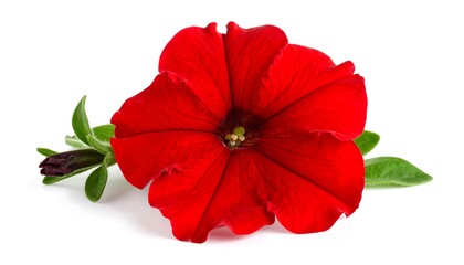 Vivid red petunia isolated