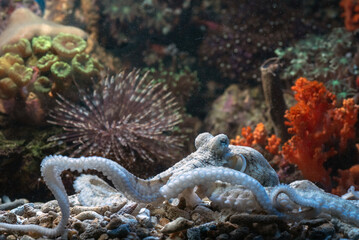 an octopus is at the bottom of the coral