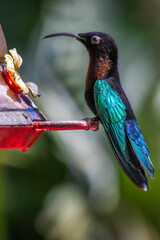 Purple Throated Hummingbird in Martinique, France perched on a nectar feeder, against a blurred background