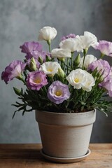 Eustoma soft purple blooming in a pot, close-up, professional photo, stock photo