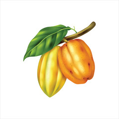 Raw cocoa fruit still on the stem isolated on white background