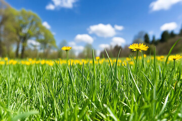 Bright yellow flowers emerge amidst lush green grass under a blue sky