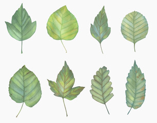 Watercolor Set of green leaves. Isolated on white background.