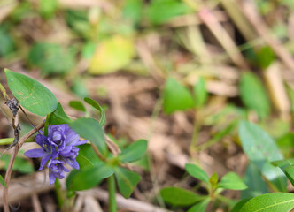 Small purple Water Hyacinth flowers against a blurred background of plants.
