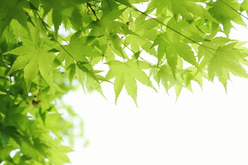 新緑のカエデの葉のクローズアップ　白背景