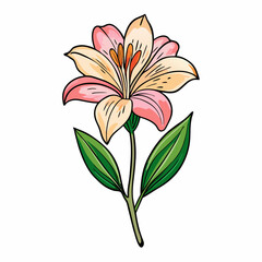 pink lily flower