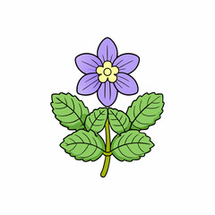 violet flower isolated on white background