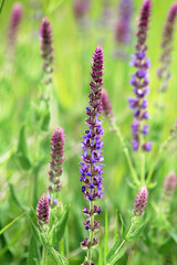 Sage (salvia nemorosa) grows in the wild
