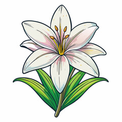 white lily isolated on white