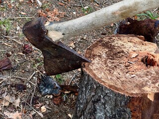 Close-up of an axe stuck in a tree stump surrounded by forest debris
