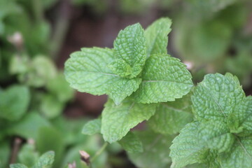 A close-up shot of mint leaves