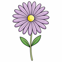 pink daisy isolated on white