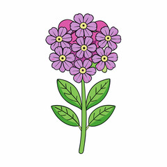 pink orchid isolated on white background