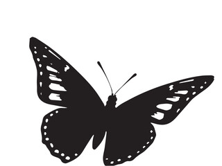 Butterfly silhouette on white background. Black butterfly silhouette vector design. 