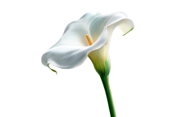 Elegant Calla Lily Bloom Against Transparent Background A Stunning Isolated Flower
