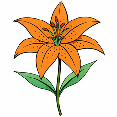 orange lily flower