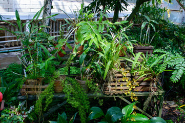 Lush Botanical Conservatory: A Rich Display of Tropical Plants, Orchids, and Ferns in a Thriving Greenhouse Environment